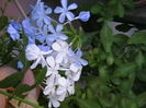 Picture 009