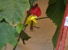 Picture 011