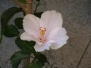 Picture 012