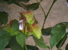 Picture 013