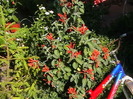 Picture 026