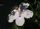 Picture 030