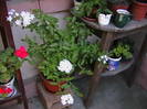 Picture 052