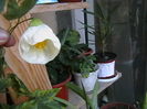 Picture 054