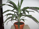 Dracaena deremensis “Warneckii”