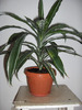 Dracaena deremensis “Warneckii”