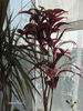 cordyline fruticosa