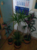 Grup-dracaena+cordyline