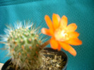 Rebutia