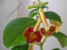 Achimenes Antirrhina 7