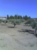 Plantatie maslini