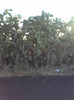 Fichi D India ( Opuntia )