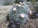 Gradina Botanica Roma