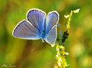 polyommatus icarus