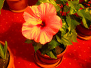 HIBISCUS mai.2011;am inflorit