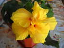 HIBISCUS.3iun.2011,am inflorit,Koening,,Pierdut,,