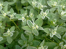 Euphorbia marginata