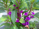 Impatiens balsamida