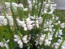 Physostegia virginiana
