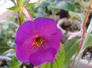 Achimenes Tiger Eye