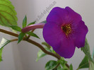 Achimenes Tiger Eye