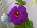 Achimenes Tiger Eye
