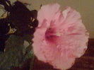 Picture 363