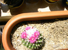 Mammillaria