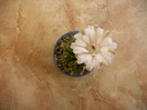 Gymnocalycium