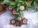 Stapelia variegata