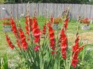 gladiole