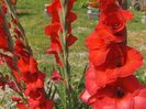 gladiole