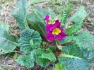 primula - inflorita in iulie !