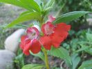 balsamine