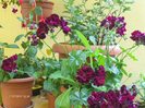 muscata curgatoare ...super colorata