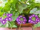 verbina