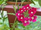 verbina