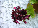 IMAG0036