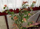 Flori 19 07 2011
