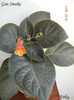 Gun Smoke 18-07-2011\'\'
