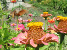 Sphinx_Colibri_poza de pe net