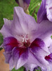 gladiola