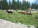 TRANSALPINA-Deva, Ob Lotrului, Rinca, Tg Jiu, Deva. 095