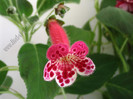 Kohleria Lucky Lucifer 19
