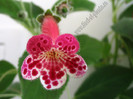 Kohleria Lucky Lucifer 20