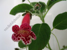 Kohleria Lucky Lucifer 21