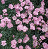 Dianthus plumarius