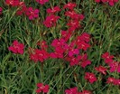 dianthus flashing light
