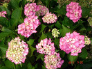 DSC01154