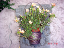 DSC01173